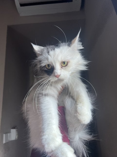 Myra  - Persian + Domestic Long Hair Cat