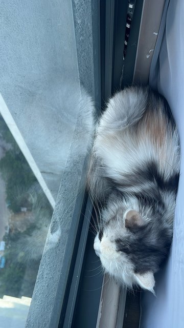 Myra  - Persian + Domestic Long Hair Cat