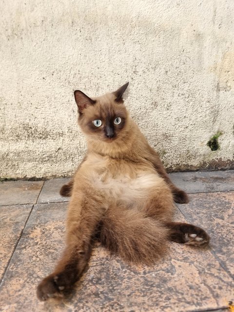 Ting Ting - Siamese Cat