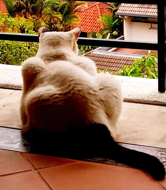 Supervising the neighbourhood.