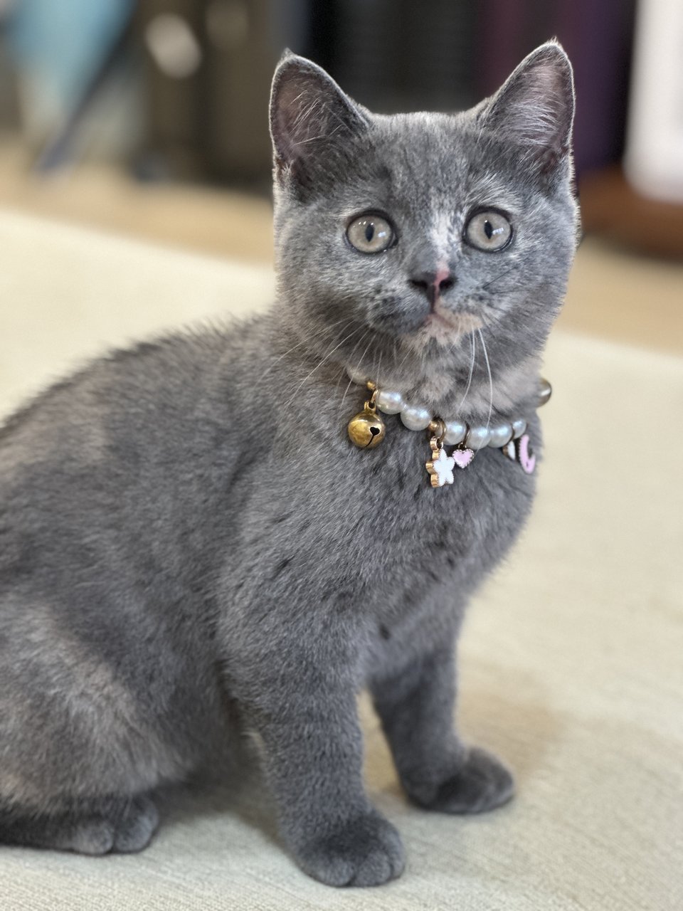 Rubby - British Shorthair Cat