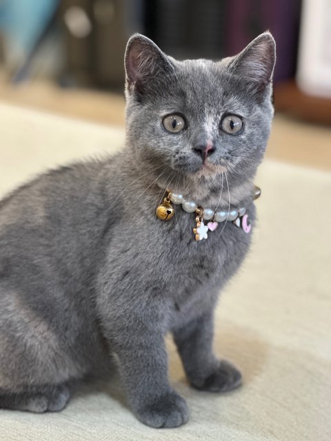 Rubby - British Shorthair Cat