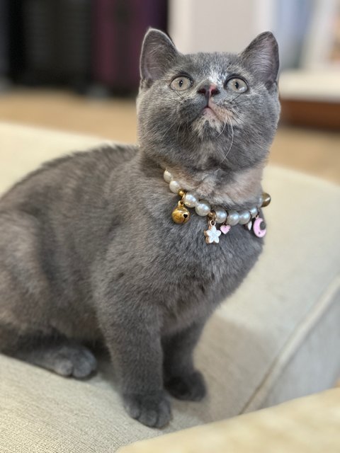 Rubby - British Shorthair Cat