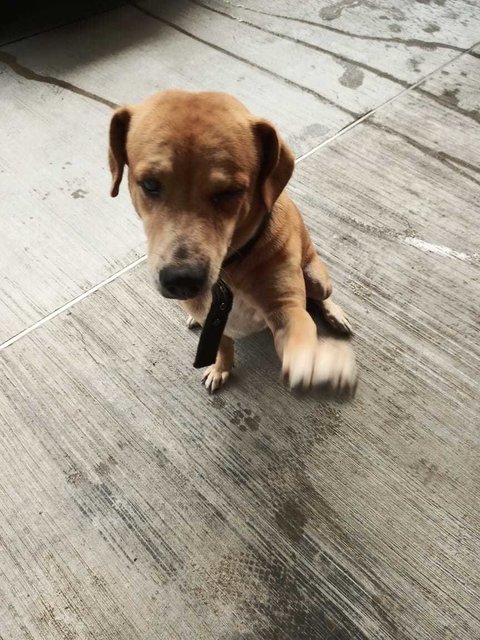 Caramel - Mixed Breed Dog