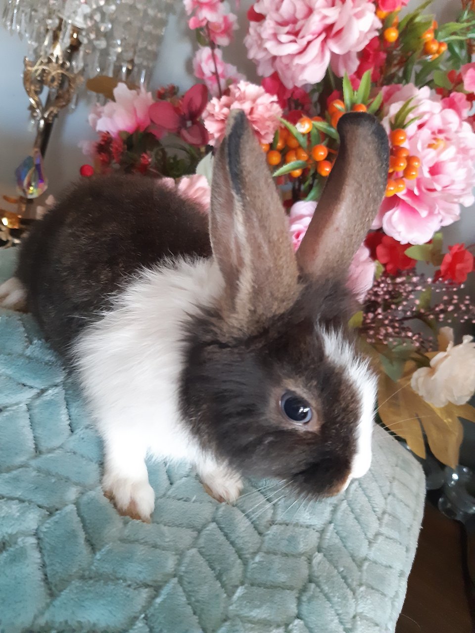 Oreo - Dutch Rabbit