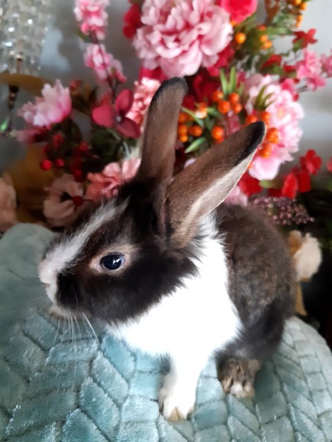 Oreo - Dutch Rabbit