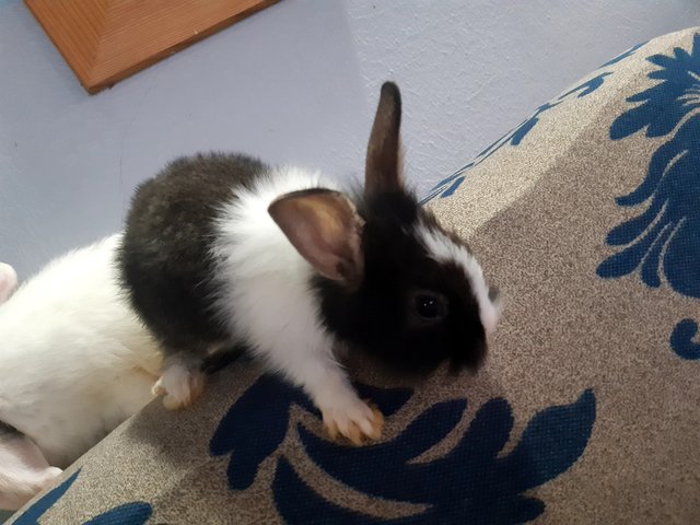 Oreo - Dutch Rabbit