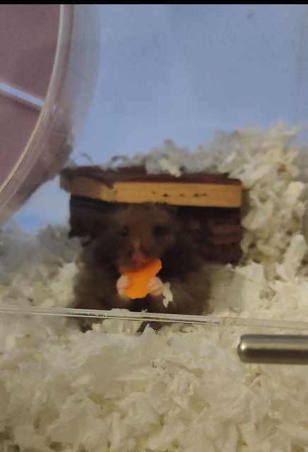 Niffy - Syrian / Golden Hamster Hamster