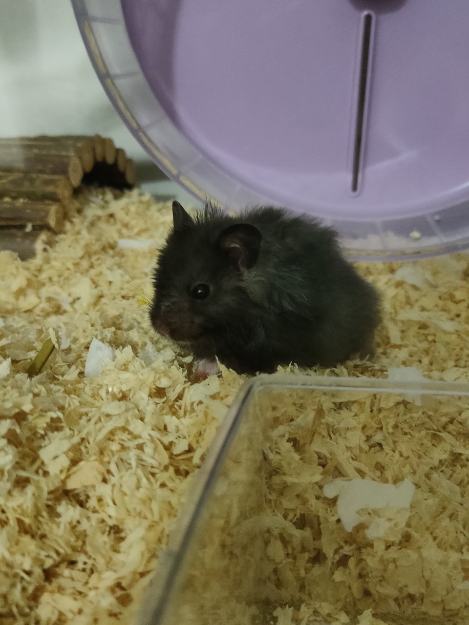 Niffy - Syrian / Golden Hamster Hamster