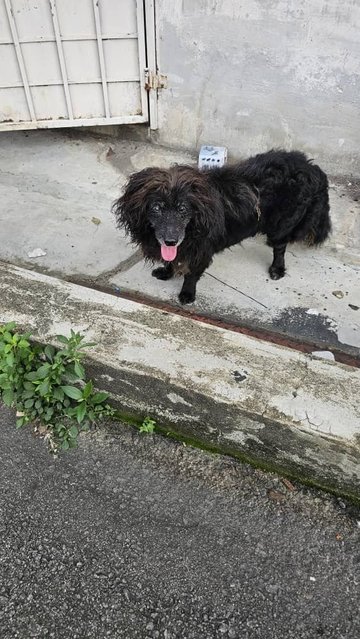 Jack - Mixed Breed Dog