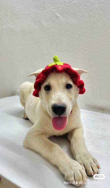 Powder - Mixed Breed Dog