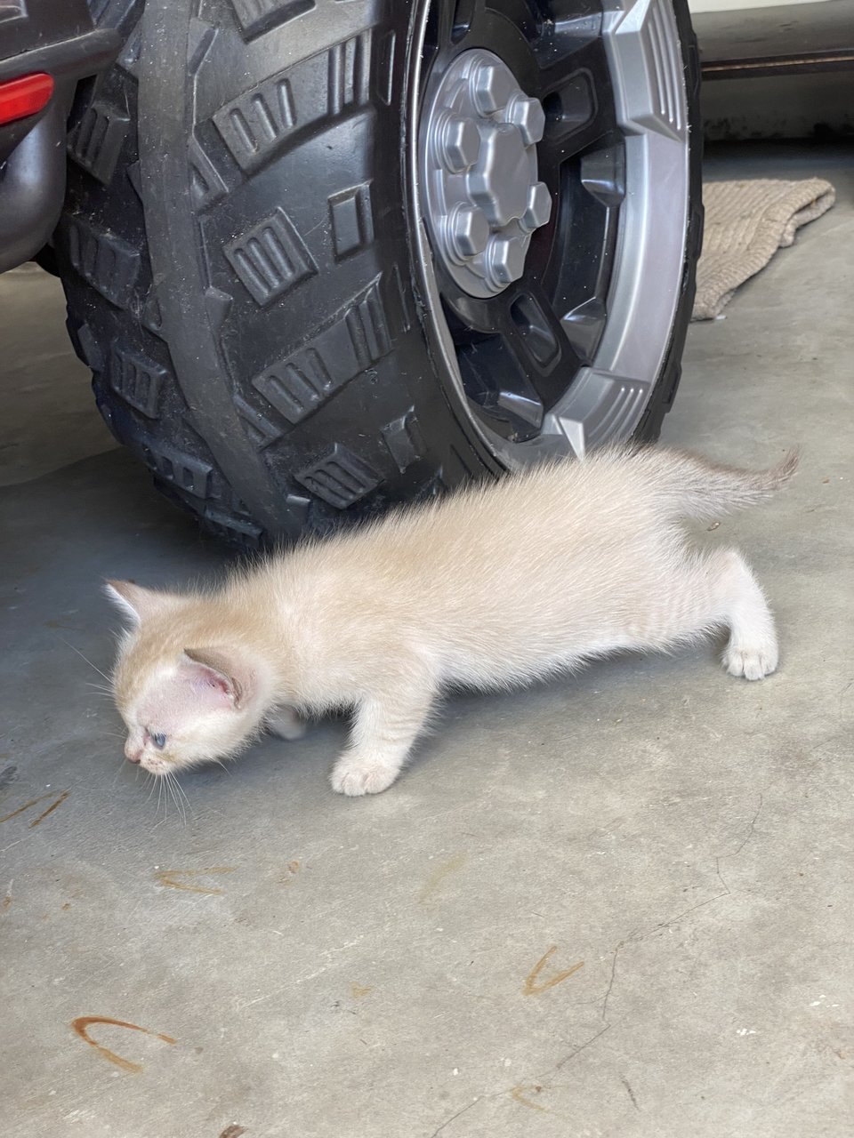 Whitey &amp; 3kittens - Domestic Medium Hair Cat