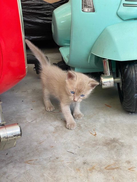 Whitey &amp; 3kittens - Domestic Medium Hair Cat