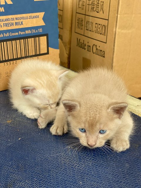 Whitey &amp; 3kittens - Domestic Medium Hair Cat