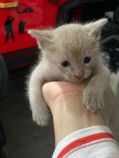 Whitey &amp; 3kittens - Domestic Medium Hair Cat