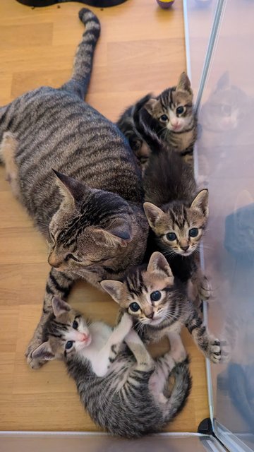 Jasper (And Siblings) - Tabby Cat