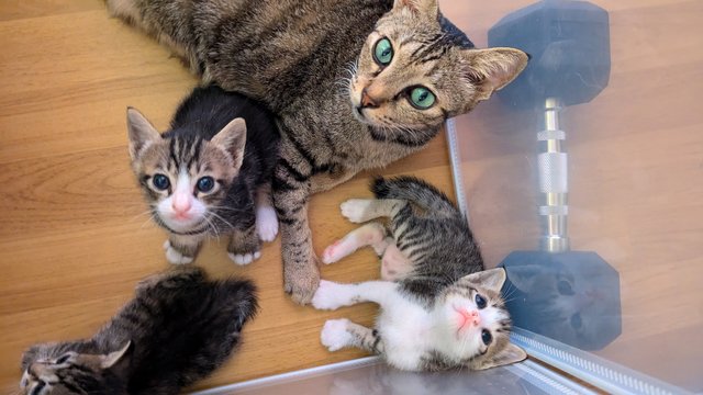 Jasper (And Siblings) - Tabby Cat