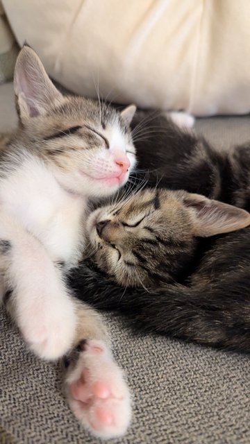 Jasper (And Siblings) - Tabby Cat