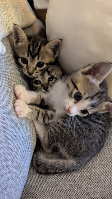 Jovie (And Siblings) - Tabby Cat