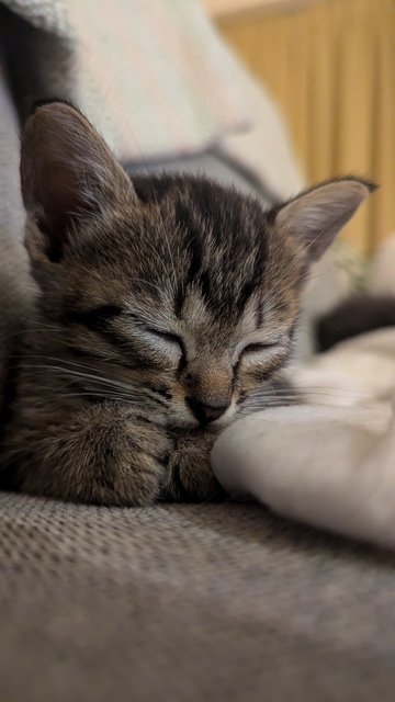 Jovie (And Siblings) - Tabby Cat