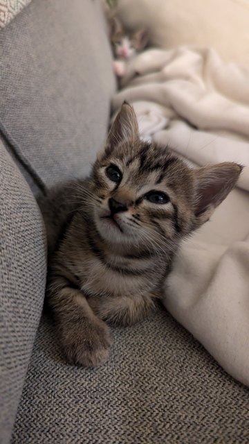 Jovie (And Siblings) - Tabby Cat