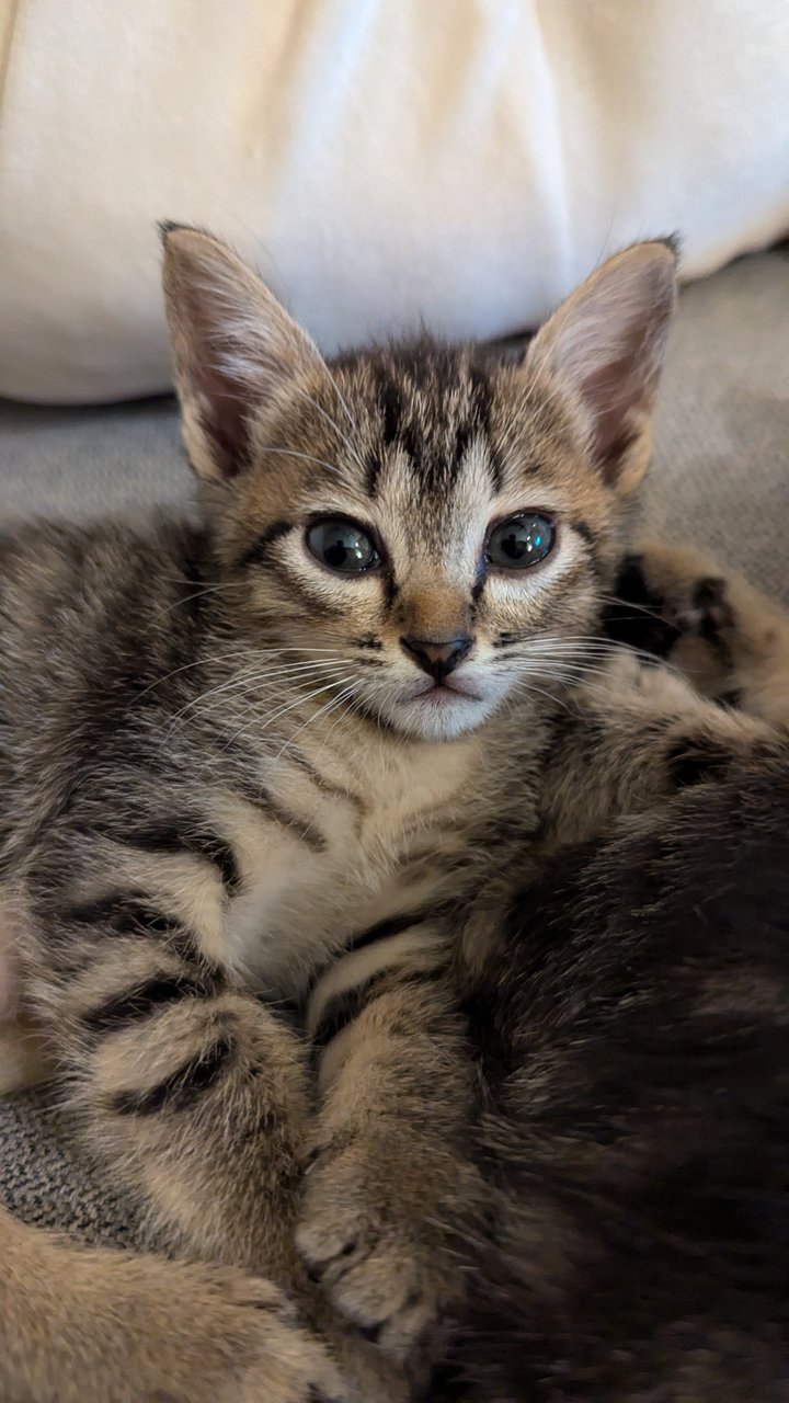 Jovie (And Siblings) - Tabby Cat