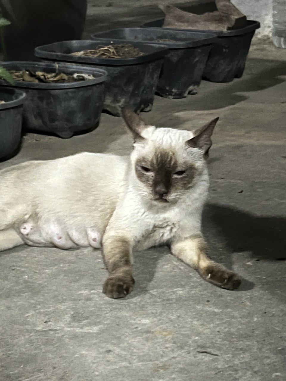 Siam - Siamese Cat