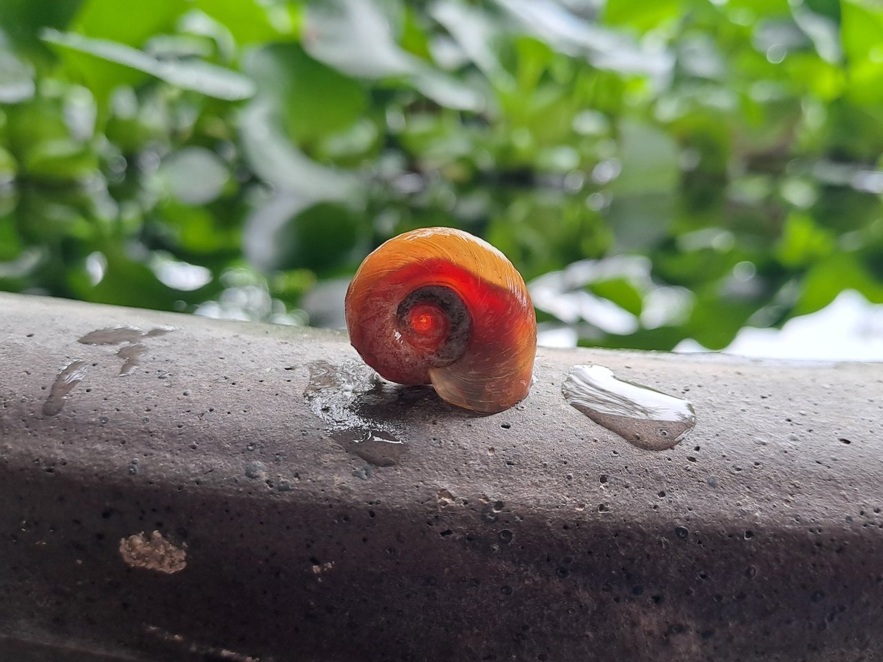 Ramshorm Snail - Arowanas Fish