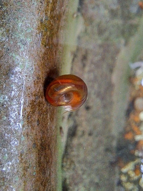 Ramshorm Snail - Arowanas Fish