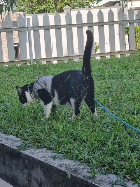 Momon - Domestic Short Hair Cat