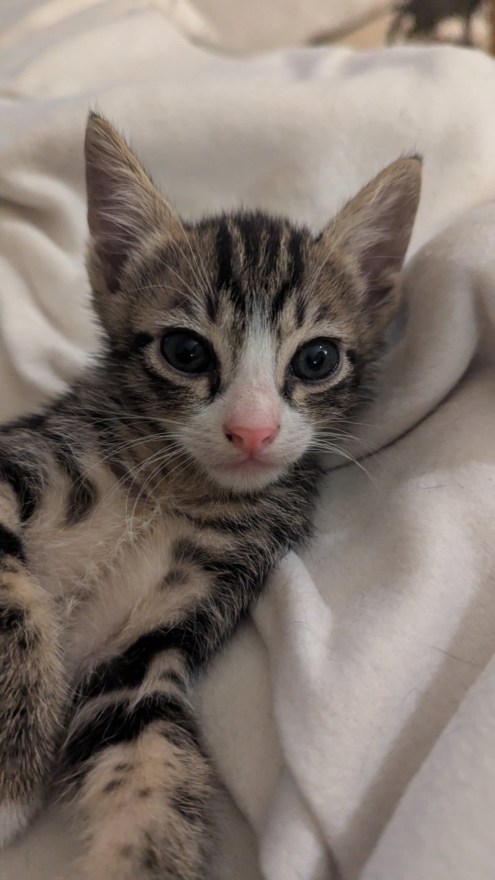 Jack (And Siblings) - Tabby Cat