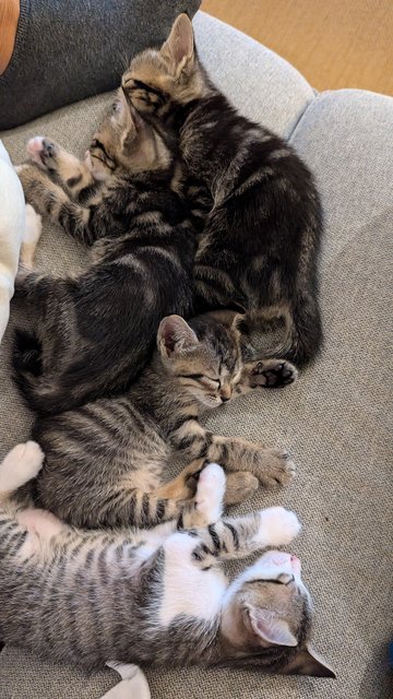 Jack (And Siblings) - Tabby Cat