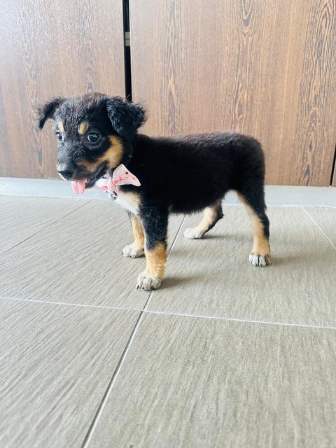 Border Collie Mix  - Border Collie Mix Dog