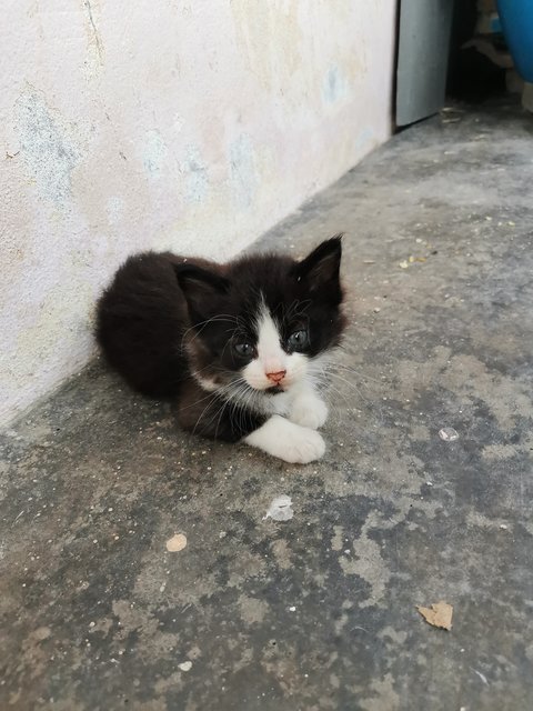 Bom - Domestic Medium Hair Cat