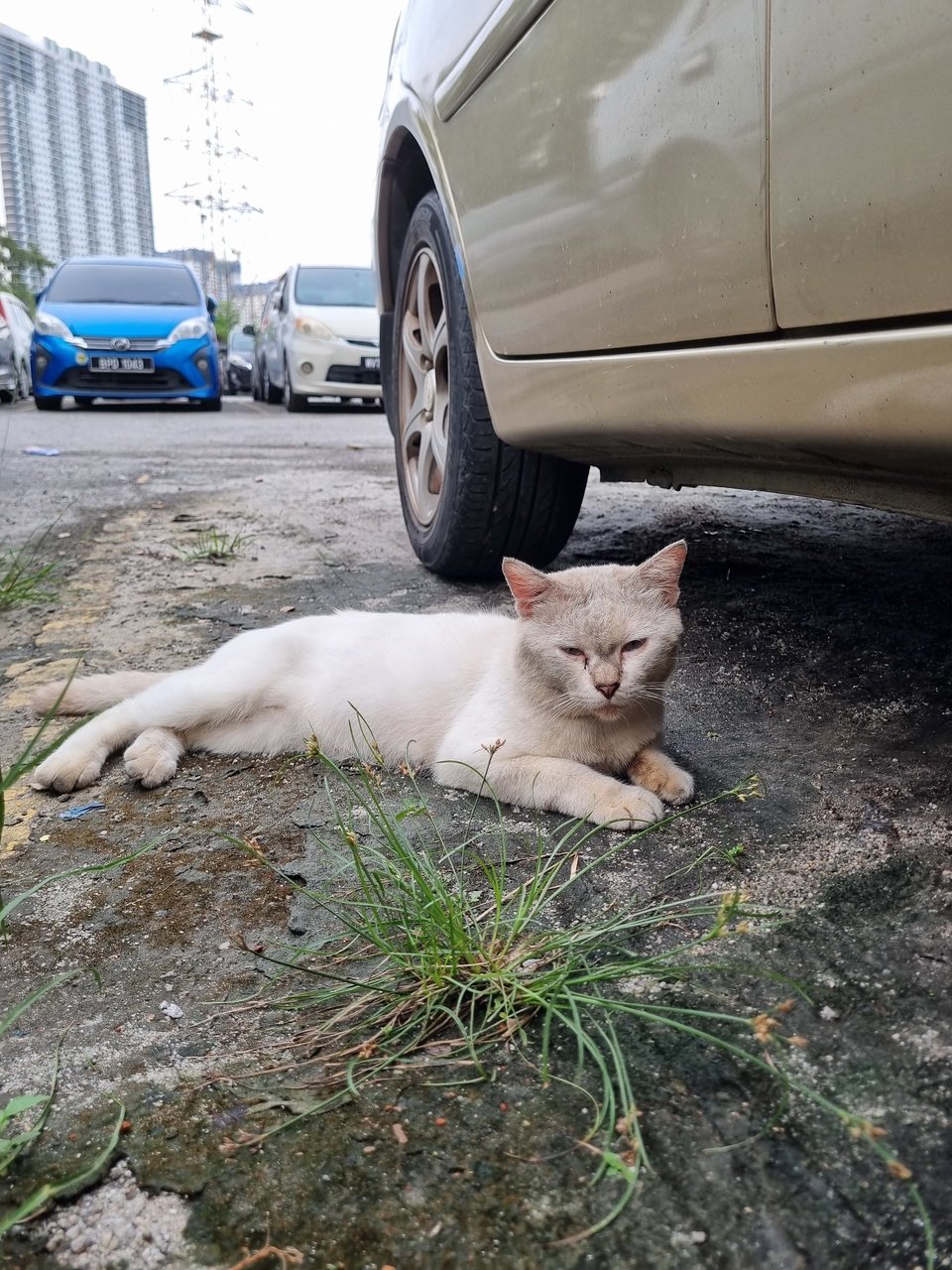 Philip - Domestic Short Hair Cat