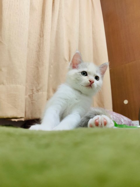 Gucci  - Ragdoll + British Shorthair Cat