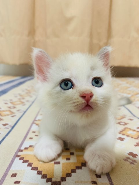 Gucci  - Ragdoll + British Shorthair Cat