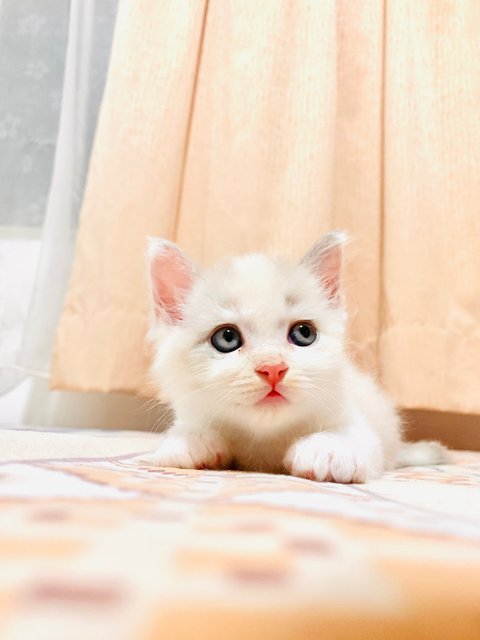 Gucci  - Ragdoll + British Shorthair Cat