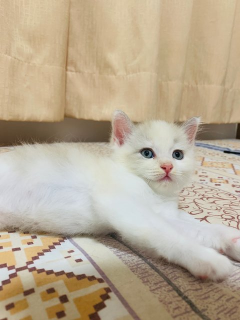 Gucci  - Ragdoll + British Shorthair Cat