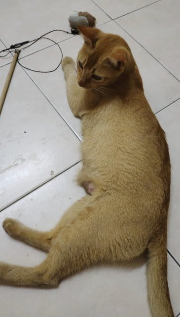 (Ipoh, Perak) Hujan - Domestic Short Hair Cat