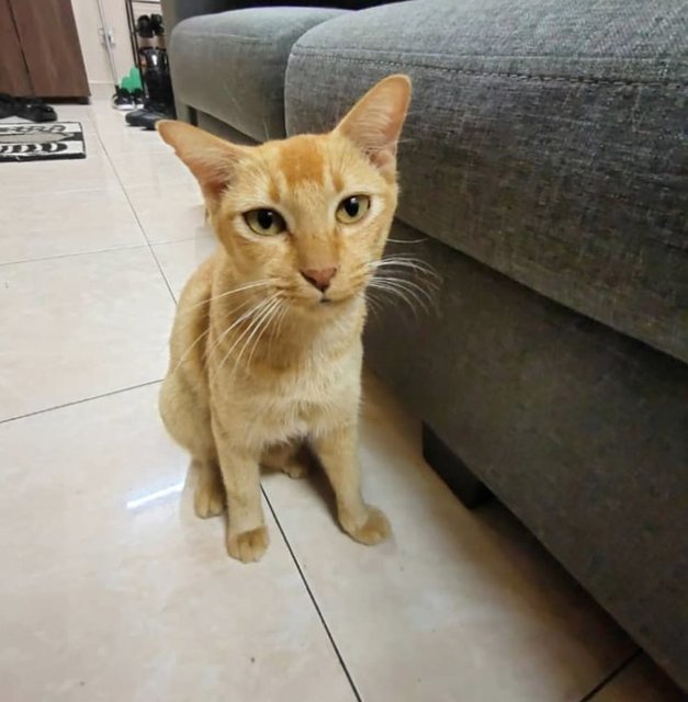 (Ipoh, Perak) Hujan - Domestic Short Hair Cat