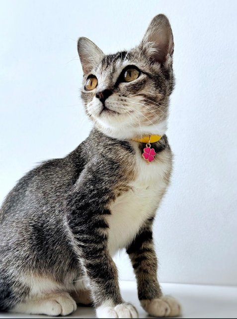 Phoenix: Energetic &amp; Playful - Domestic Short Hair Cat