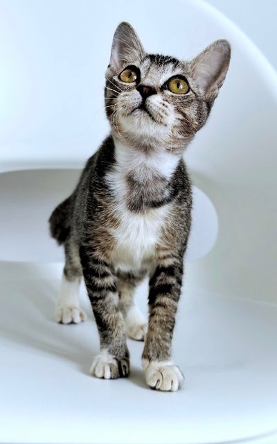 Phoenix: Energetic &amp; Playful - Domestic Short Hair Cat