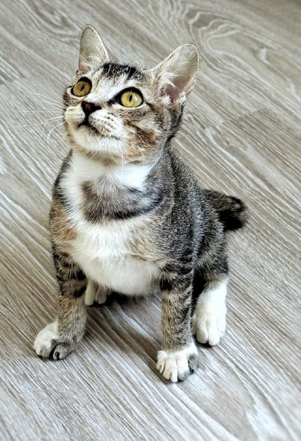 Phoenix: Energetic &amp; Playful - Domestic Short Hair Cat