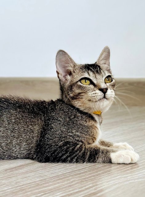 Phoenix: Energetic &amp; Playful - Domestic Short Hair Cat