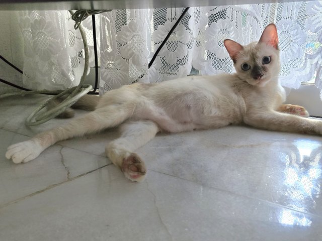 Milly - Siamese Cat