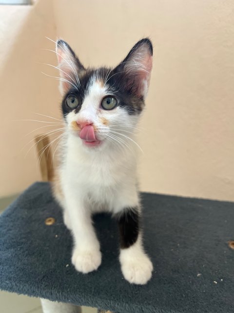 Heidi - Calico Cat