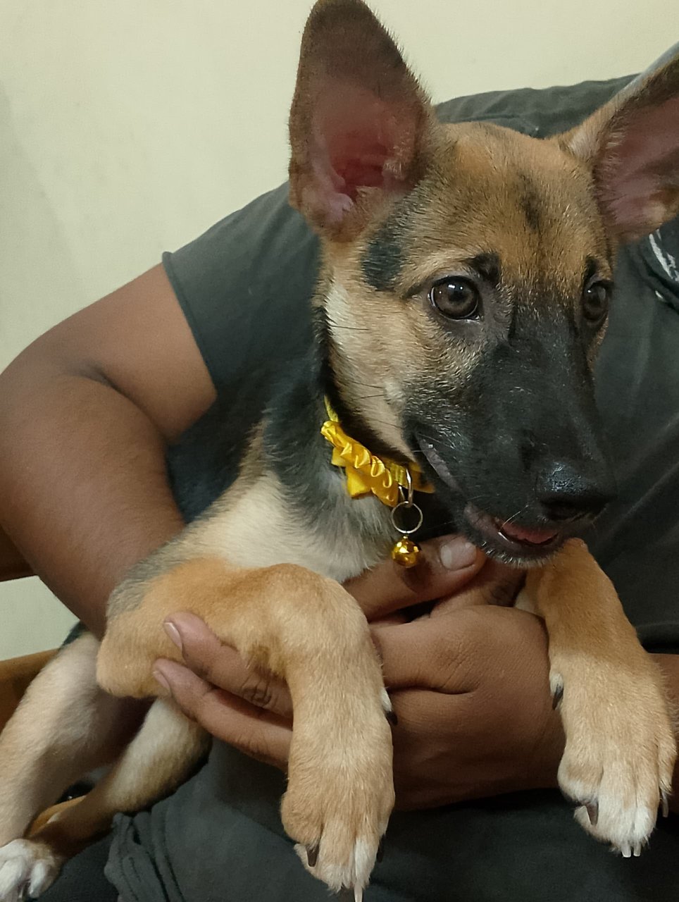 Baby Girl. - Mixed Breed Dog