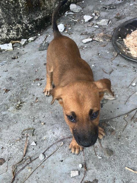 Sos Five Brown Beauties - Mixed Breed Dog