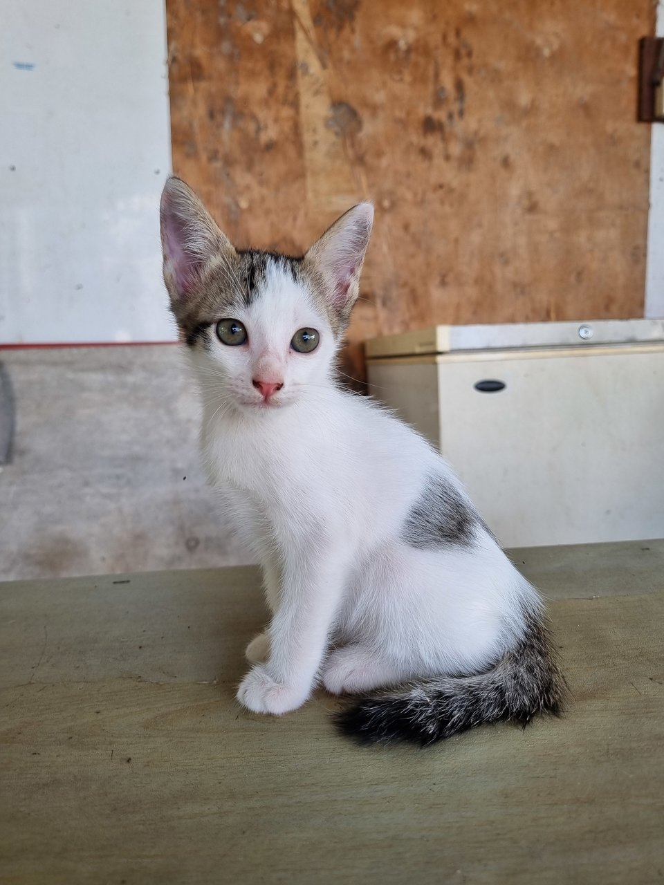  Nelson - Domestic Short Hair Cat